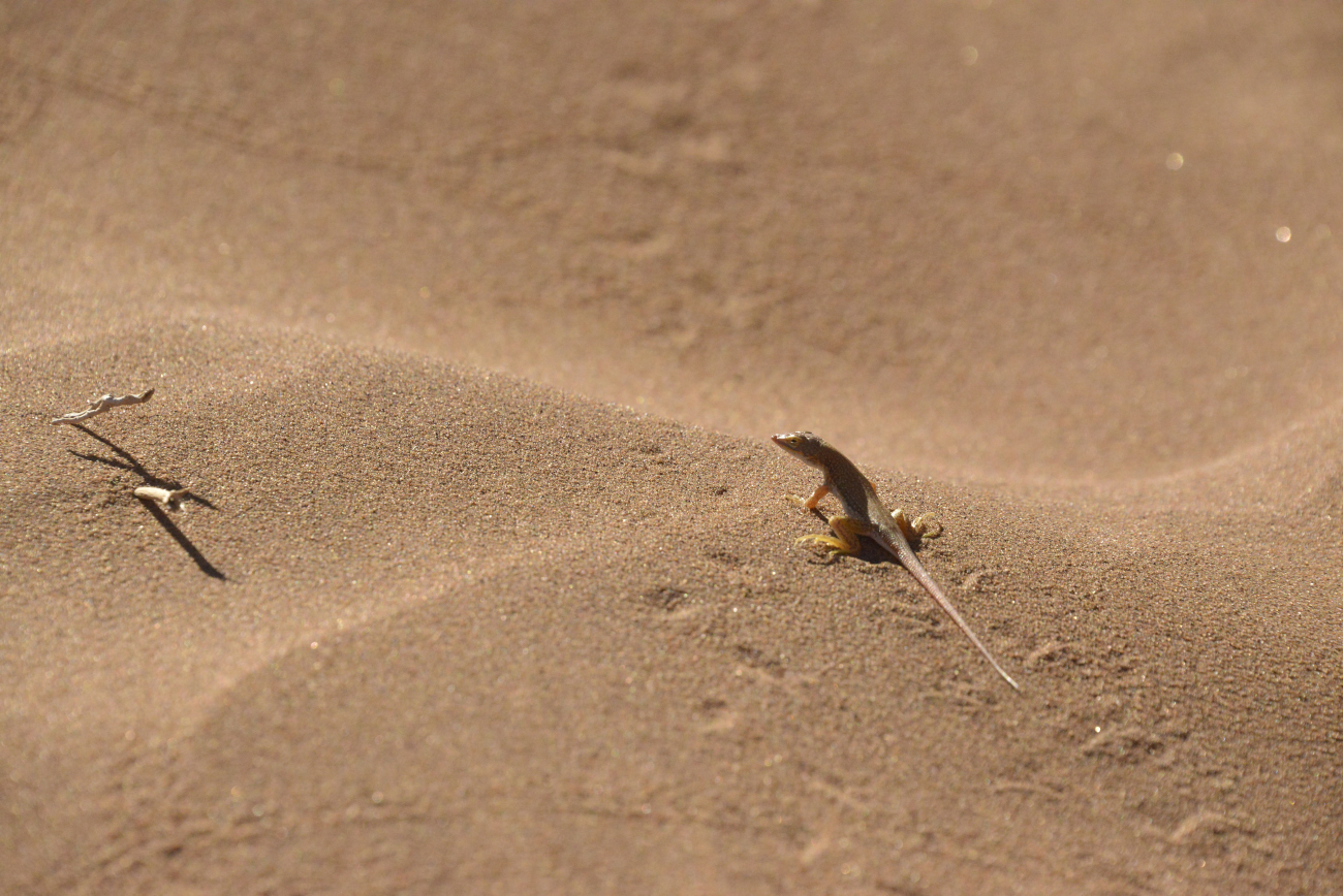 Life and death in the desert