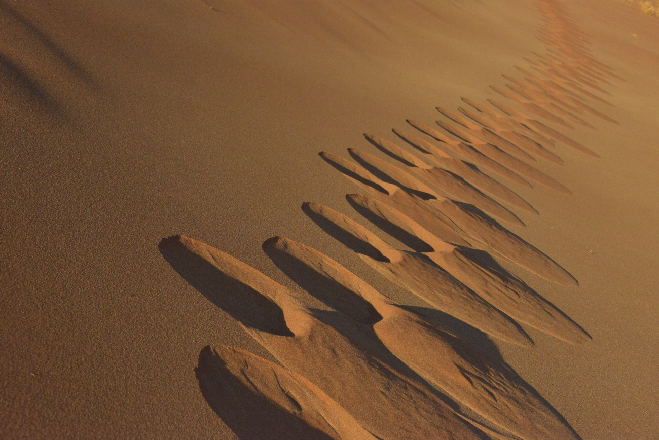 Life and death in the desert